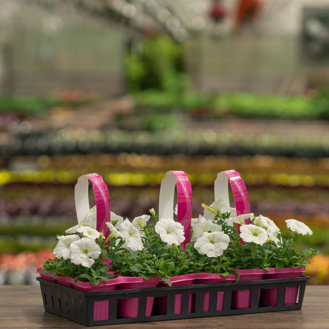 Petunia – Easy Wave White – 306 Pack